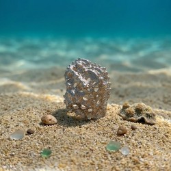 Anillo Plata Ecos Del Arrecife