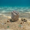 Anillo Plata Ecos Del Arrecife